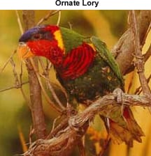 Ornate Lory