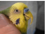 Beak overgrowth in a budgie