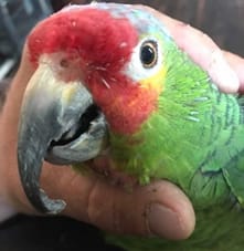 Image 19: Maxillary brachygnathism, or overgrown beak, in an Amazon (image courtesy Dan Razdik; used with permission).