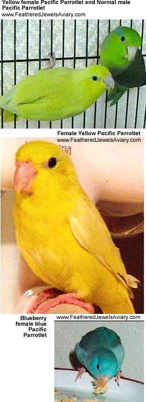 Pacific Parrotlets