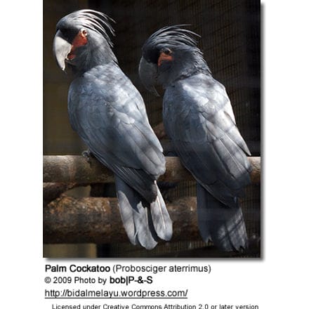 Palm Cockatoo