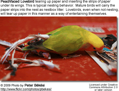 Peachface Lovebird tearing up paper