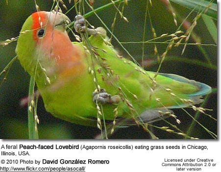 A feral Peach-faced Lovebird