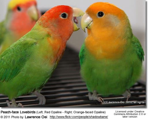 Peach-face Lovebirds, Red Opaline and Orange-faced Opaline