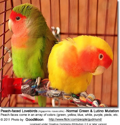 Peach-faced Lovebirds (Agapornis roseicollis) -Normal Green and Lutino Mutation