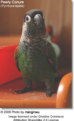 Pearly Conure