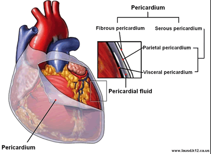 Heart: Pericardium