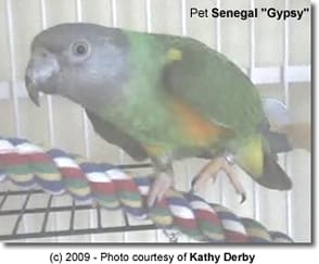 Pet Senegal 