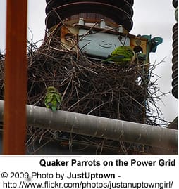 Quaker Parrot Nesting on Electric Grid