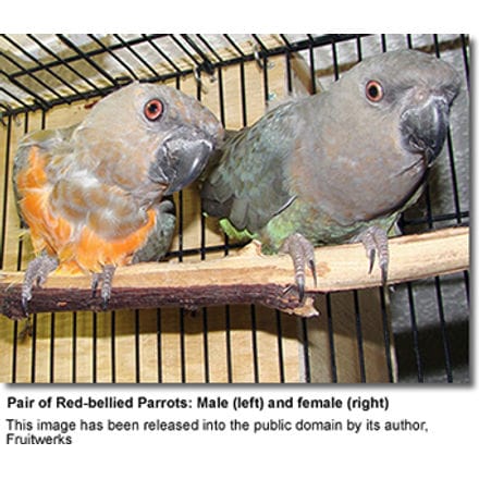 Red-bellied Conure