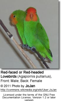 Red-faced or Red-headed Lovebirds (Agapornis pullarius), Front: Male; Back: Female