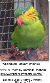 Female Red-flanked Lorikeet