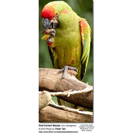 Red-fronted Macaws