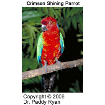 Red Shining Parrot