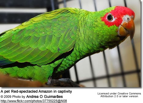 Red-spectacled Amazon Parrots