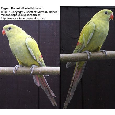Regent Parrot - Pastel Mutation