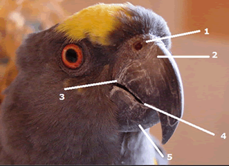Parts of the beak (rhamphotheca) 