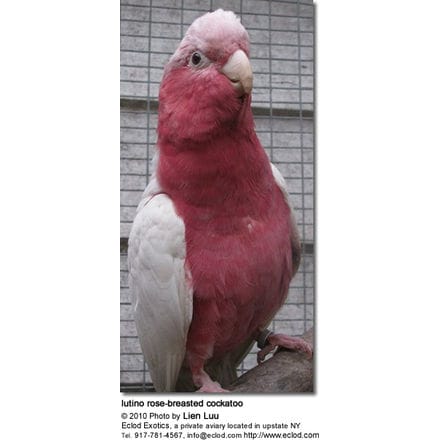 lutino rose-breasted cockatoo
