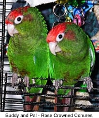 Rose-crowned Conure