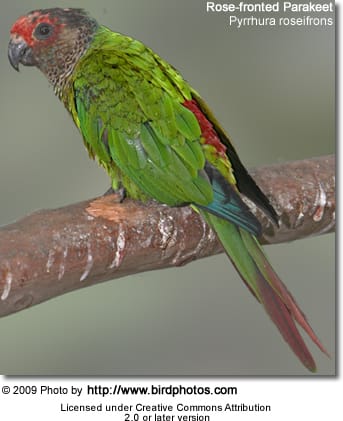 Roseifrons Conures