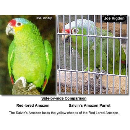 Side-by-side Comparison: Red Lored Amazon Parrot compared to Salvin's Amazon Parrot