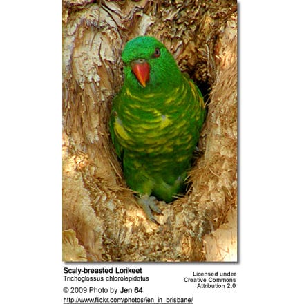 Scaly-breasted Lorikeet in its natural tree cavity nest