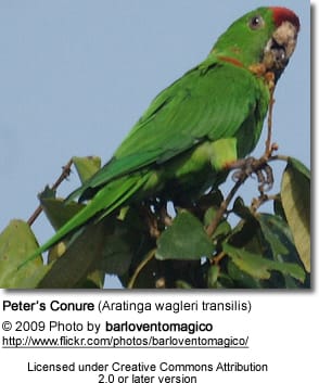 Scarlet-fronted Conure