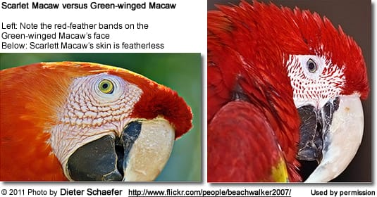 Scarlet-Macaw lacks the lines of red feathers around the eyes that can be seen in the Green-winged Macaw