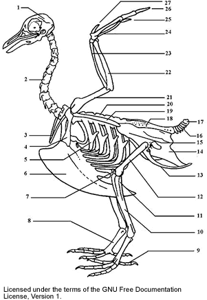 Bird Skeleton