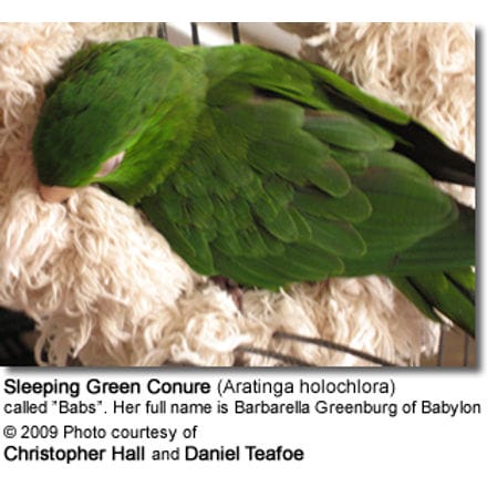 Sleeping Green Conure