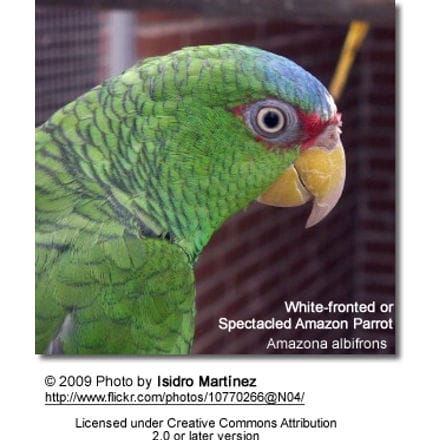 Spectacled Amazon Parrot
