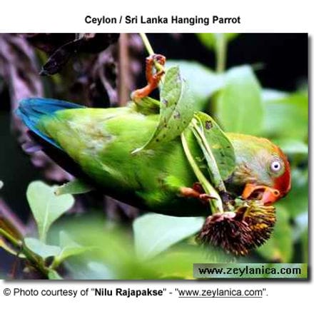 Ceylon Hanging Parrot also known as Sri Lanka Hanging Parrot