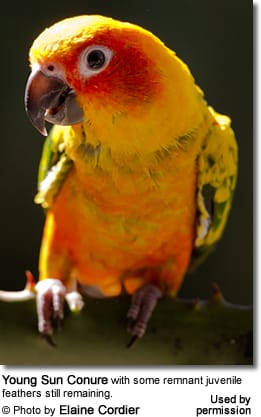 Sun Conure - Young Adult