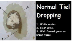 Urates, urine and feces in droppings