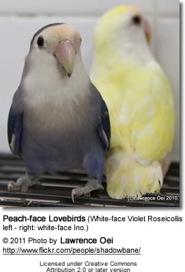 Peach-face Lovebirds - White-face Violet andwhite-face Ino)