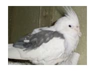 White-faced Cockatiel