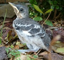 Wild Baby Bird