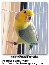 Yellow-faced Parrotlet