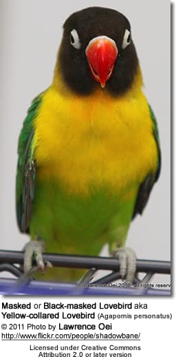 Masked or Black-masked Lovebird aka Yellow-collared Lovebird (Agapornis personatus)