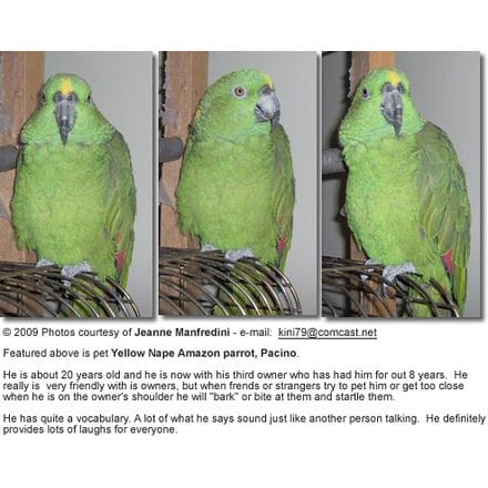 Yellow-nape Parrot