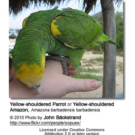 Yellow-shouldered Parrot or Yellow-shouldered Amazon