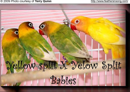 Yellow Split Masked Lovebirds