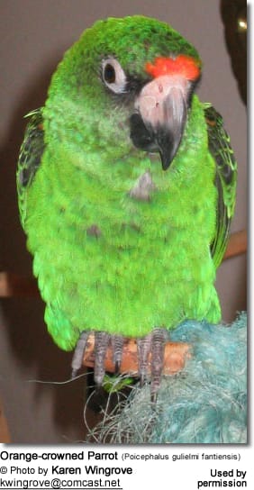 Orange-crowned Parrot (Poicephalus gulielmi fantiensis)