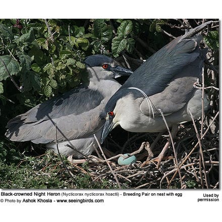 Black-crowned Night Heron (Nycticorax nycticorax hoactli) - Breeding Pair on nest with egg