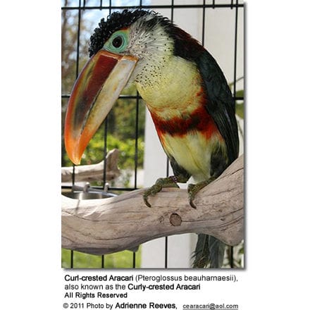 Curl-crested Aracari (Pteroglossus beauharnaesii), also known as the Curly-crested Aracari 