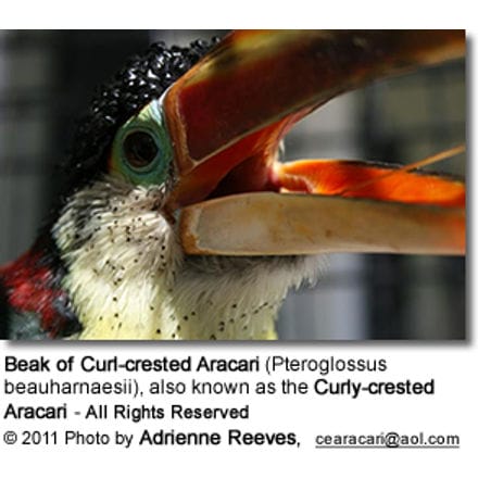 Beak of Curl-crested Aracari (Pteroglossus beauharnaesii), also known as the Curly-crested Aracari