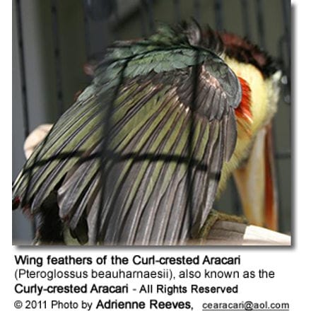 Wing feathers of the Curl-crested Aracari (Pteroglossus beauharnaesii), also known as the Curly-crested Aracari - All Rights Reserved