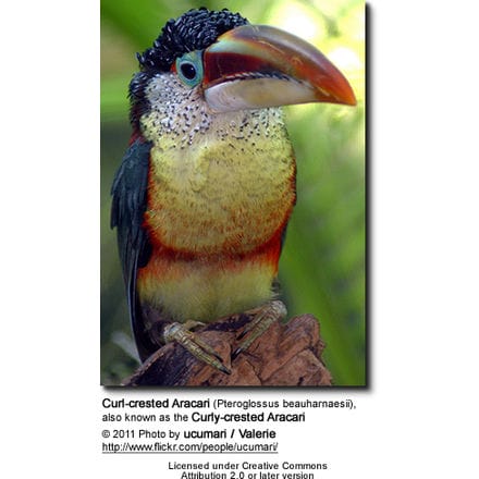 Curl-crested Aracari (Pteroglossus beauharnaesii), also known as the Curly-crested Aracari