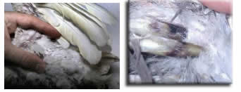 Figure 10: Dystrophic down feathers and wing feathers. (Image courtesy The Parrot Society http://www.theparrotsocietyuk.org/veterinary-advice/psittacine-beak-and-feather-disease)  Figure 11: Powder-down patch in a gang-gang cockatoo (Callocephalon fimbriatum) with PBFD. The loss of powder-down feathers results in the absence of powder in all the feathers. (Image courtesy Shane Raidal)