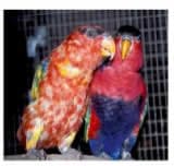 Figure 2:  Black-capped Lory 